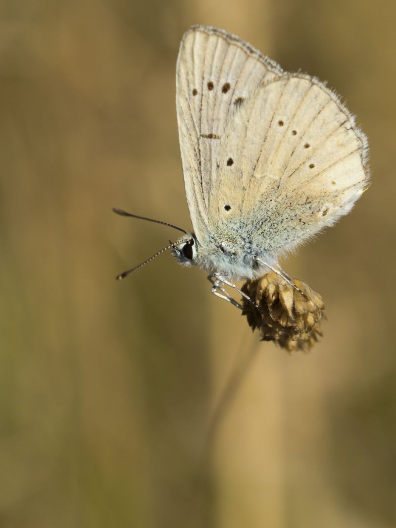 Polyommatus virgilius?  S� !